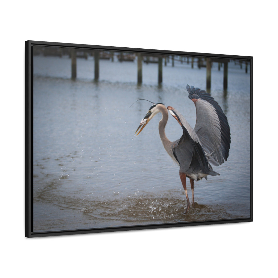 Great Blue Heron - Gallery Canvas Wraps, Horizontal Frame