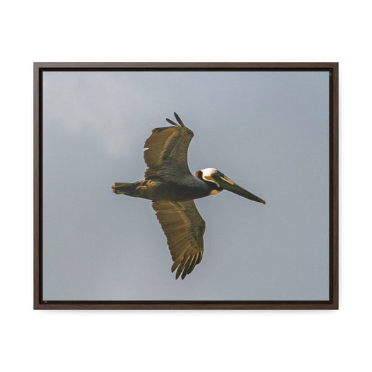 Pelican Flight - Gallery Canvas Wraps, Horizontal Frame