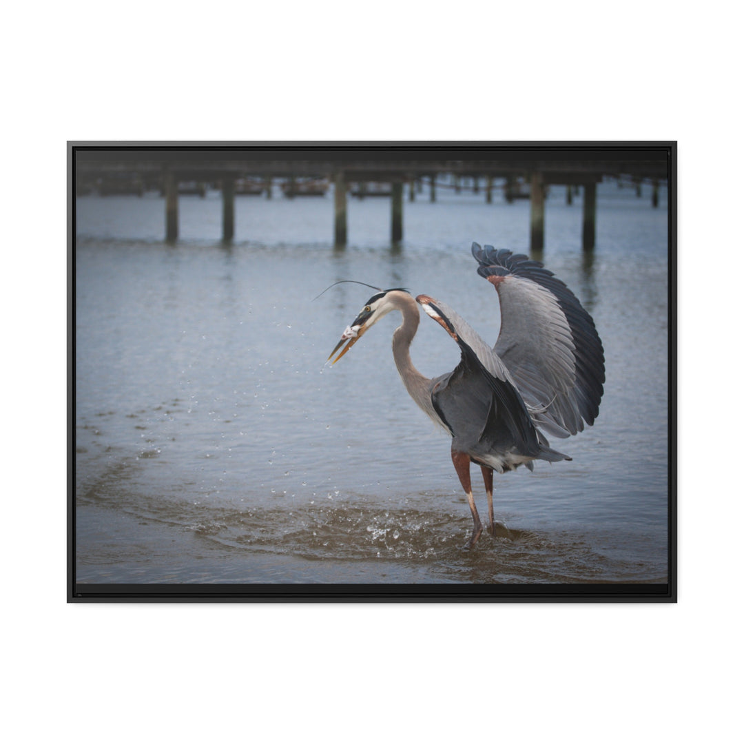 Great Blue Heron - Gallery Canvas Wraps, Horizontal Frame