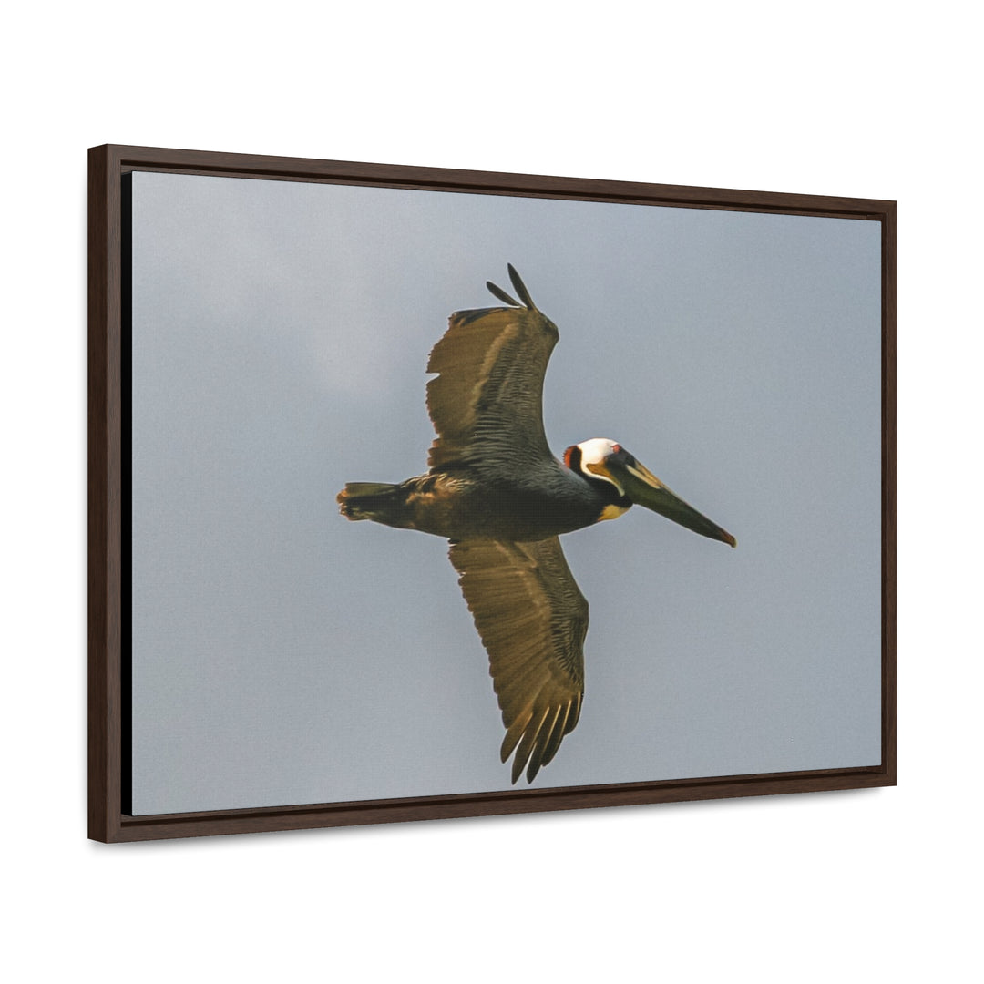 Pelican Flight - Gallery Canvas Wraps, Horizontal Frame