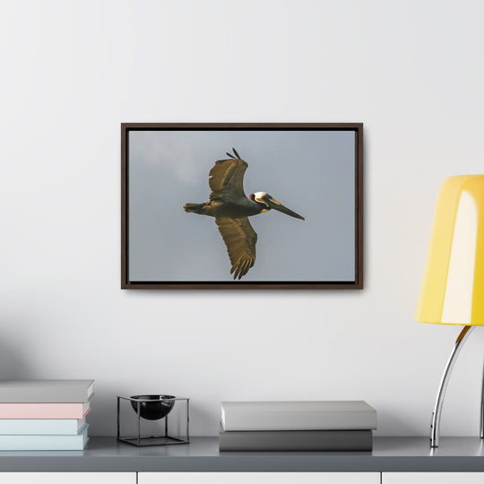 Pelican Flight - Gallery Canvas Wraps, Horizontal Frame