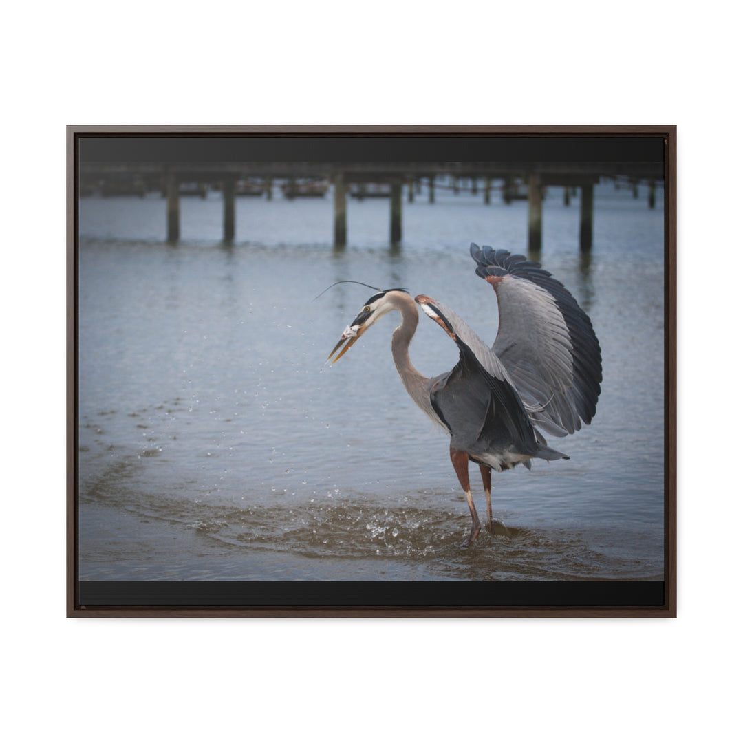 Great Blue Heron - Gallery Canvas Wraps, Horizontal Frame