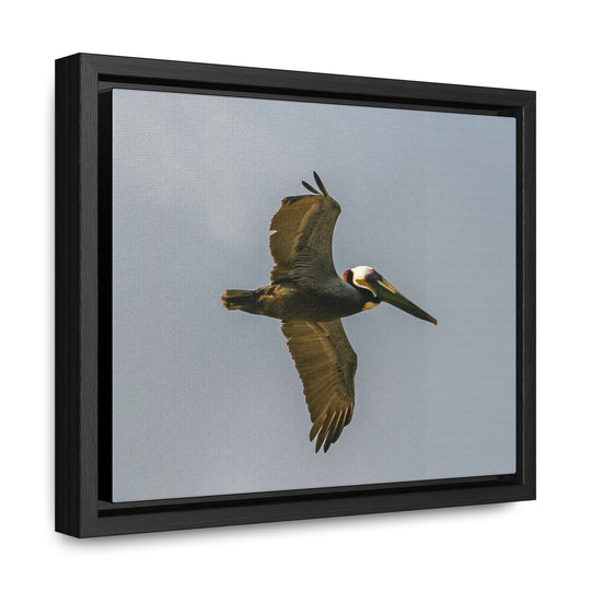 Pelican Flight - Gallery Canvas Wraps, Horizontal Frame