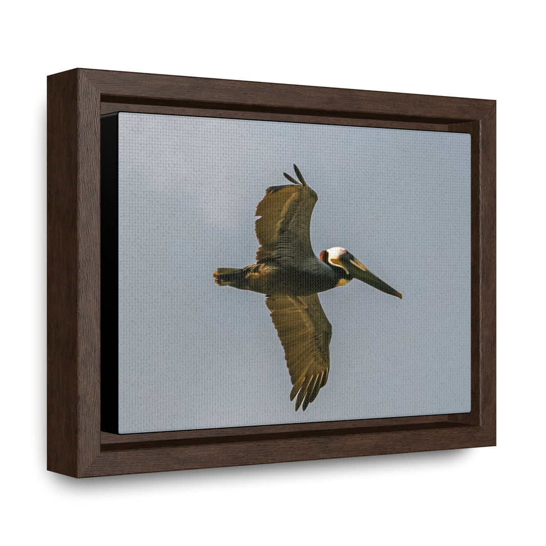 Pelican Flight - Gallery Canvas Wraps, Horizontal Frame