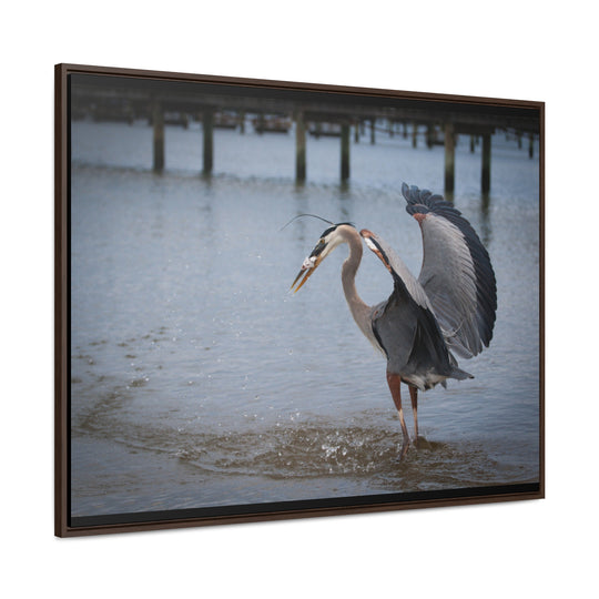 Great Blue Heron - Gallery Canvas Wraps, Horizontal Frame