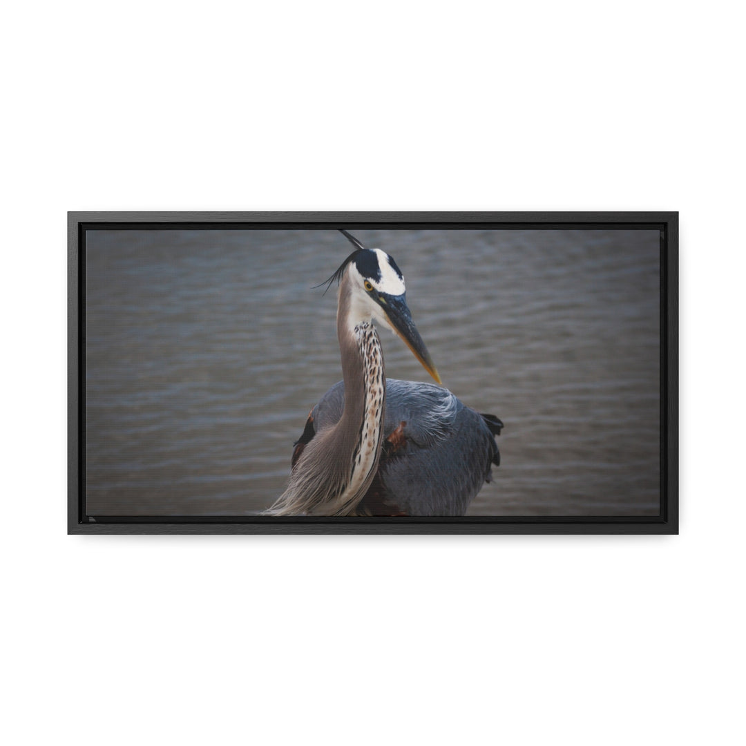 Great Blue Heron - Gallery Canvas Wraps, Horizontal Frame