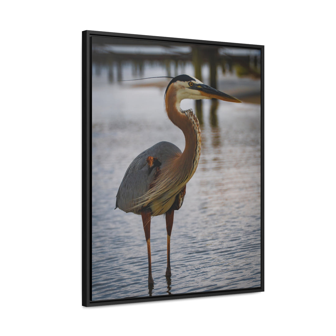 Great Blue Heron - Gallery Canvas Wraps, Vertical Frame