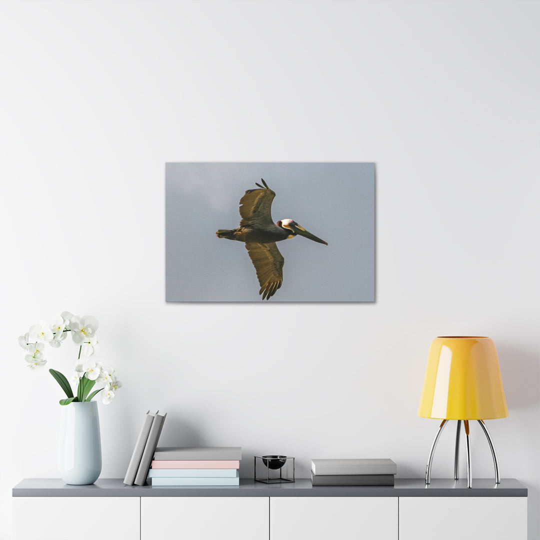 Pelican Canvas Gallery Wraps