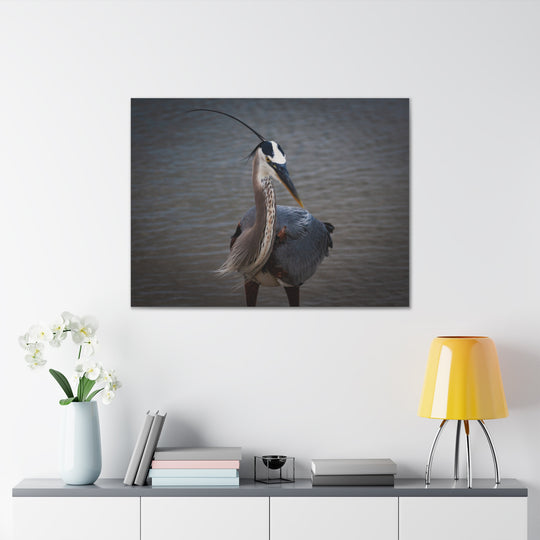 Great Blue Heron Canvas Gallery Wraps