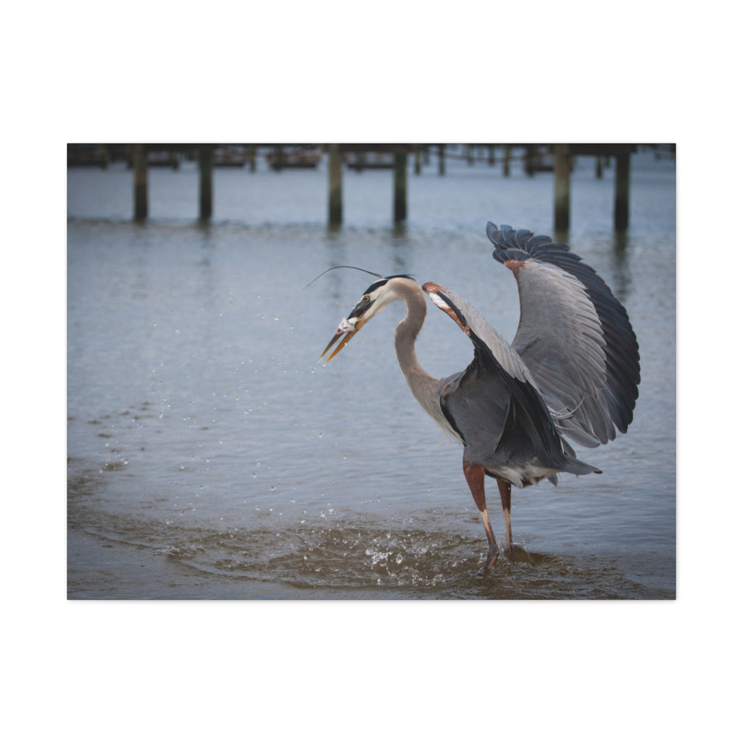 Great Blue Heron Canvas Gallery Wraps