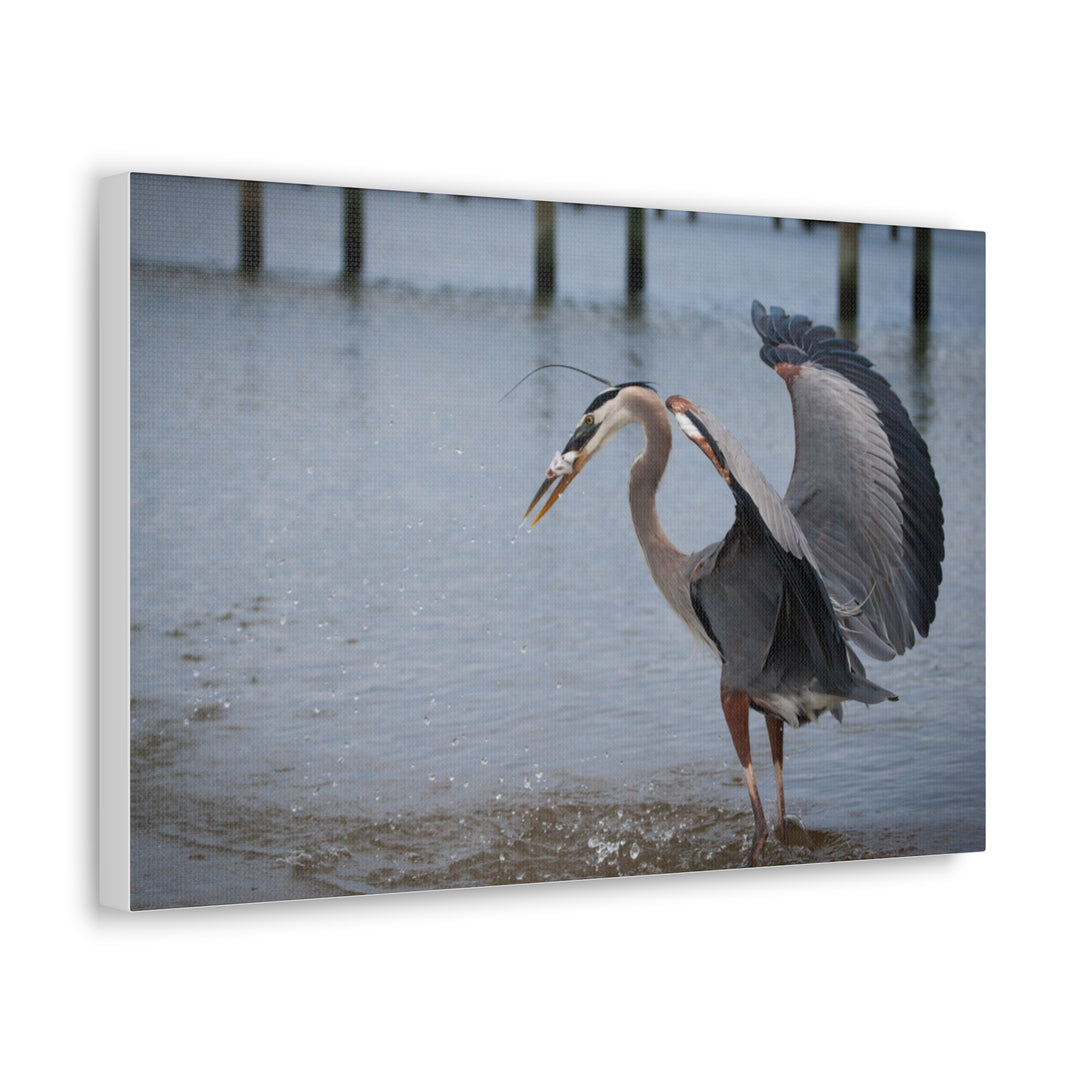 Great Blue Heron Canvas Gallery Wraps