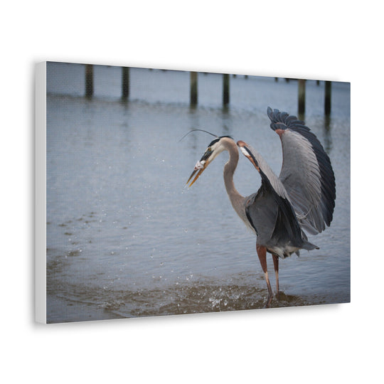 Great Blue Heron Canvas Gallery Wraps