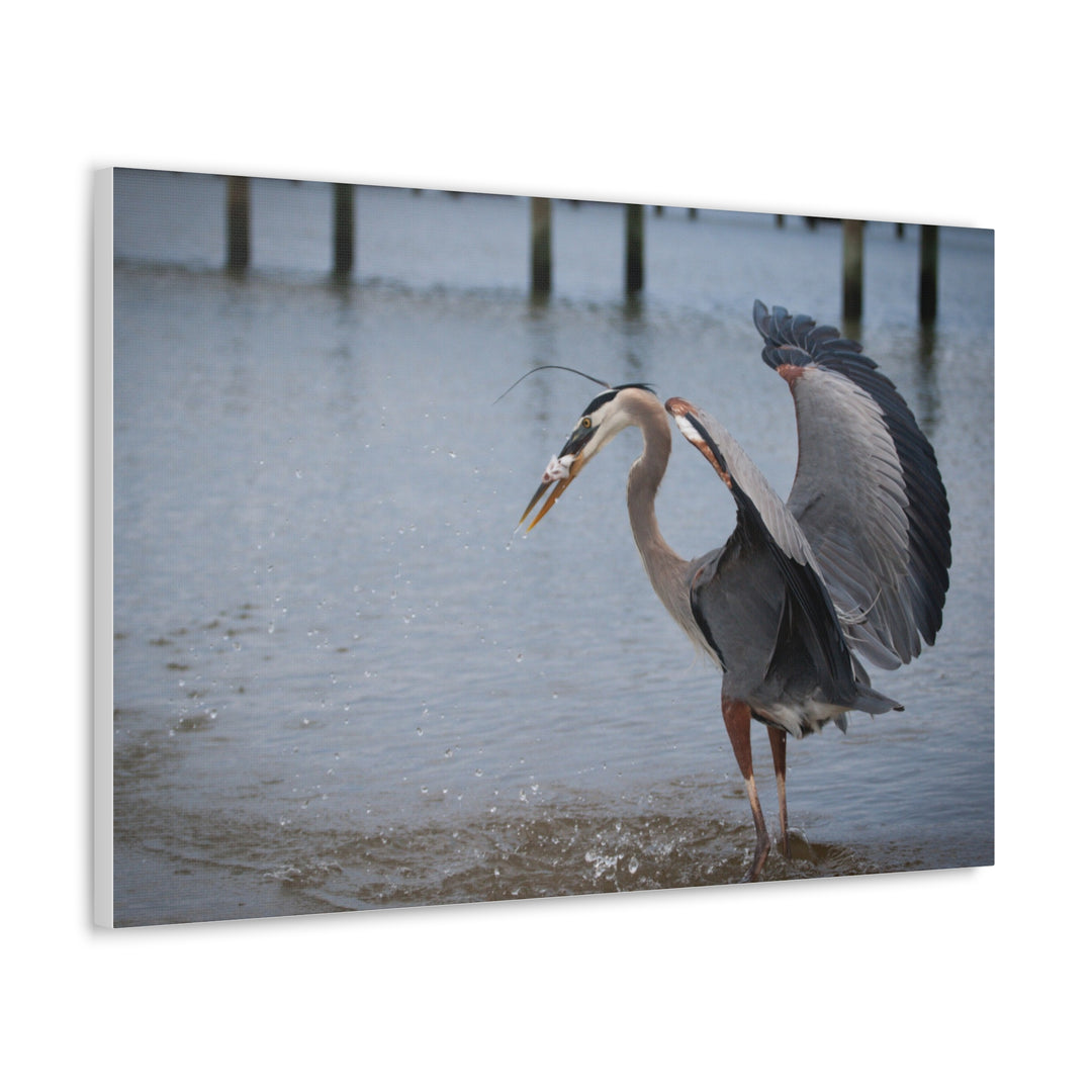 Great Blue Heron Canvas Gallery Wraps