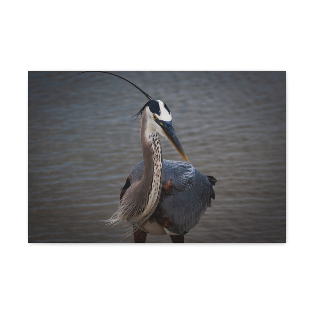 Great Blue Heron Canvas Gallery Wraps