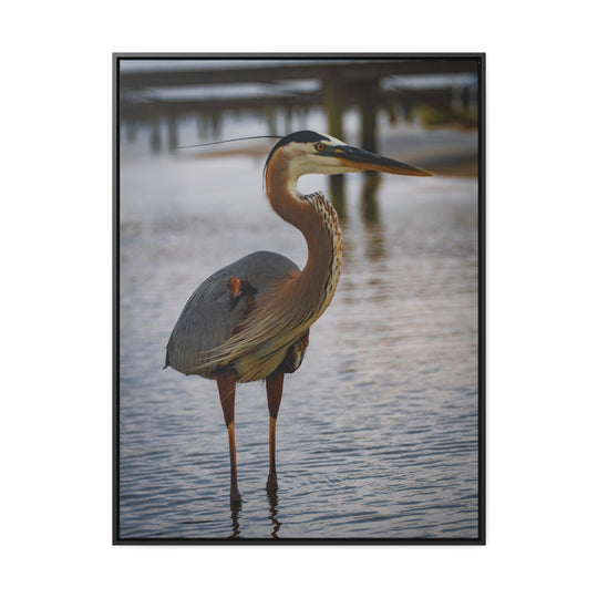 Great Blue Heron - Gallery Canvas Wraps, Vertical Frame