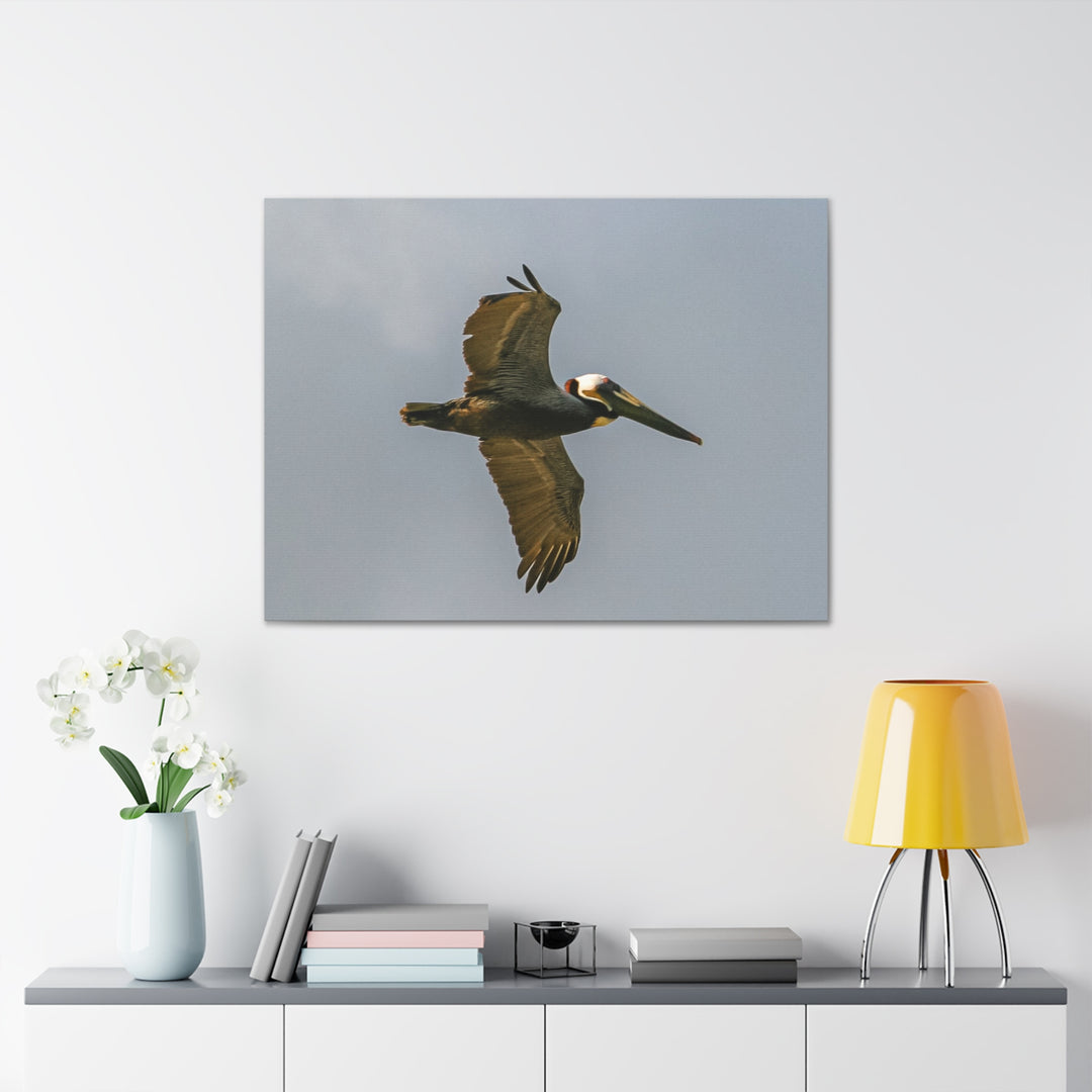 Pelican Canvas Gallery Wraps