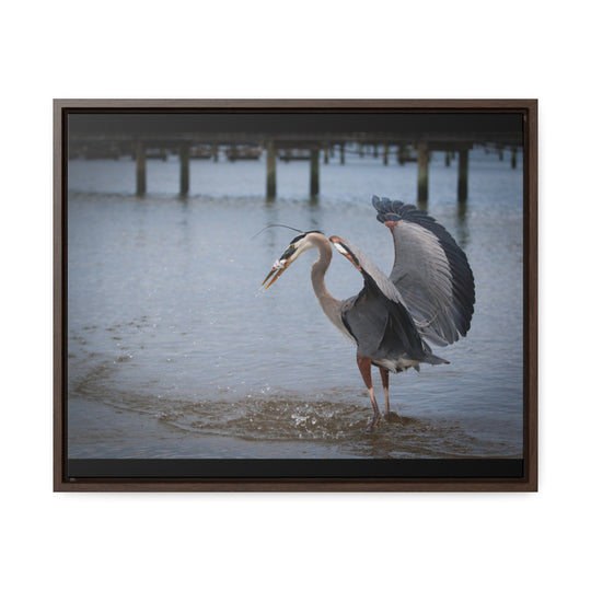 Great Blue Heron - Gallery Canvas Wraps, Horizontal Frame