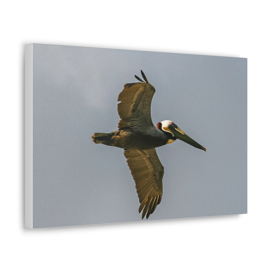 Pelican Canvas Gallery Wraps