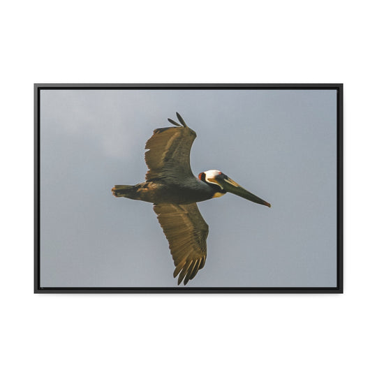 Pelican Flight - Gallery Canvas Wraps, Horizontal Frame