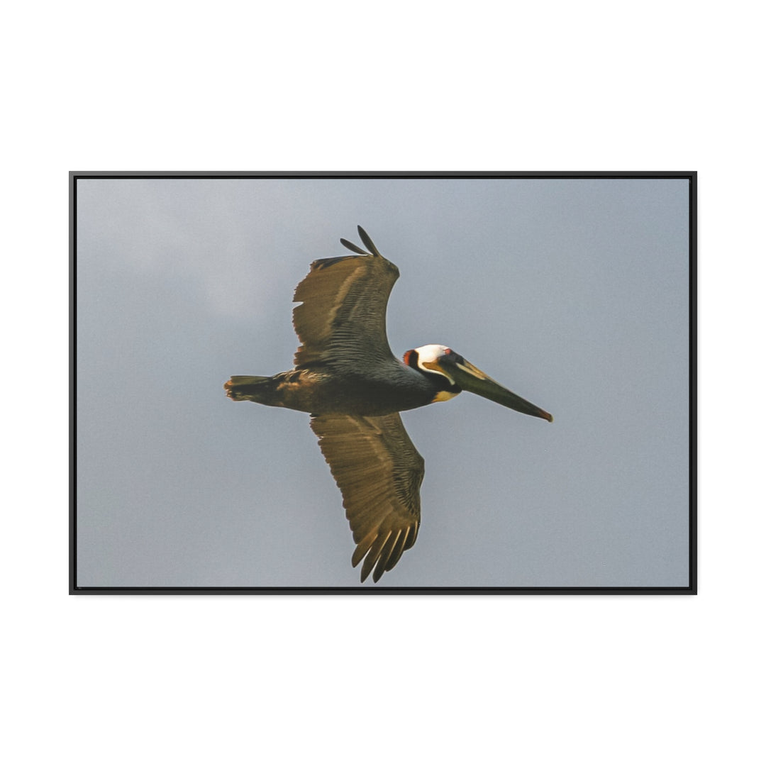 Pelican Flight - Gallery Canvas Wraps, Horizontal Frame