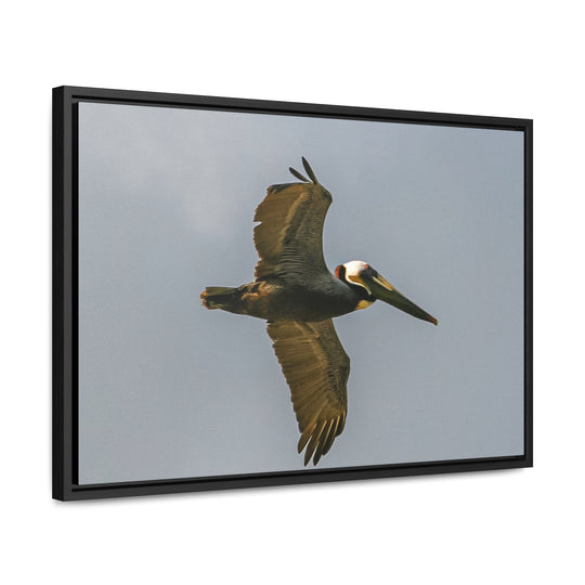 Pelican Flight - Gallery Canvas Wraps, Horizontal Frame