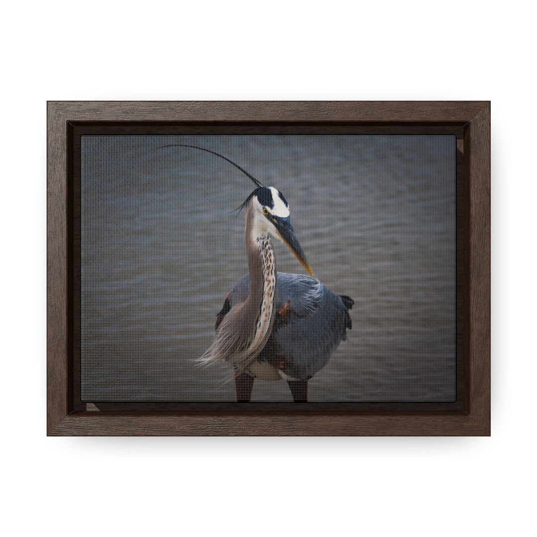 Great Blue Heron - Gallery Canvas Wraps, Horizontal Frame