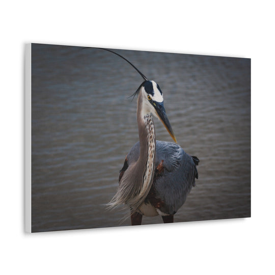 Great Blue Heron Canvas Gallery Wraps