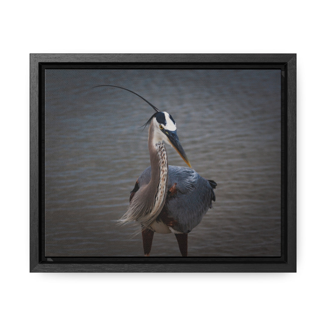 Great Blue Heron - Gallery Canvas Wraps, Horizontal Frame