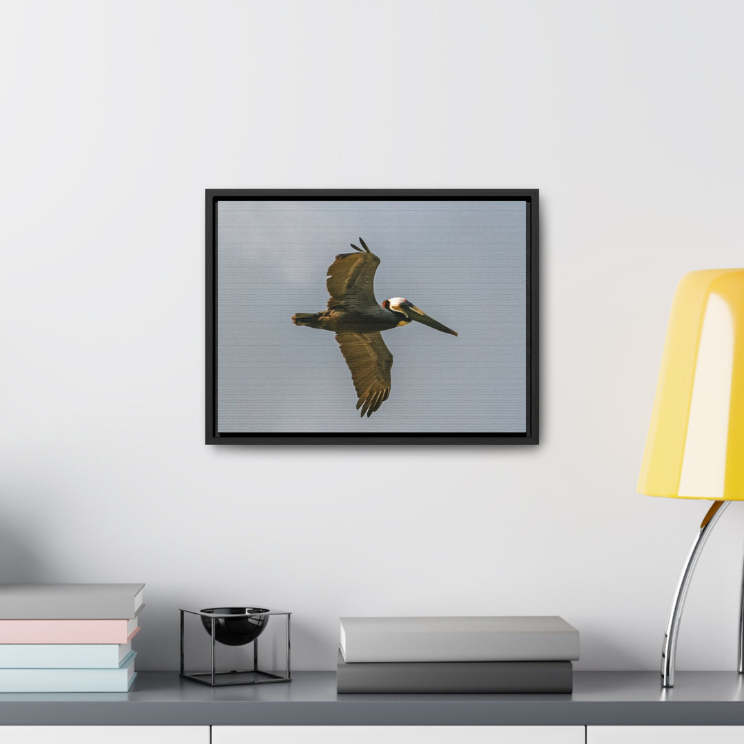 Pelican Flight - Gallery Canvas Wraps, Horizontal Frame