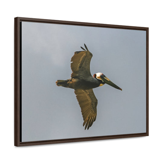 Pelican Flight - Gallery Canvas Wraps, Horizontal Frame