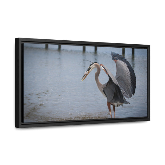 Great Blue Heron - Gallery Canvas Wraps, Horizontal Frame