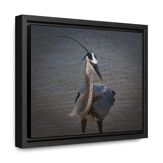 Great Blue Heron - Gallery Canvas Wraps, Horizontal Frame