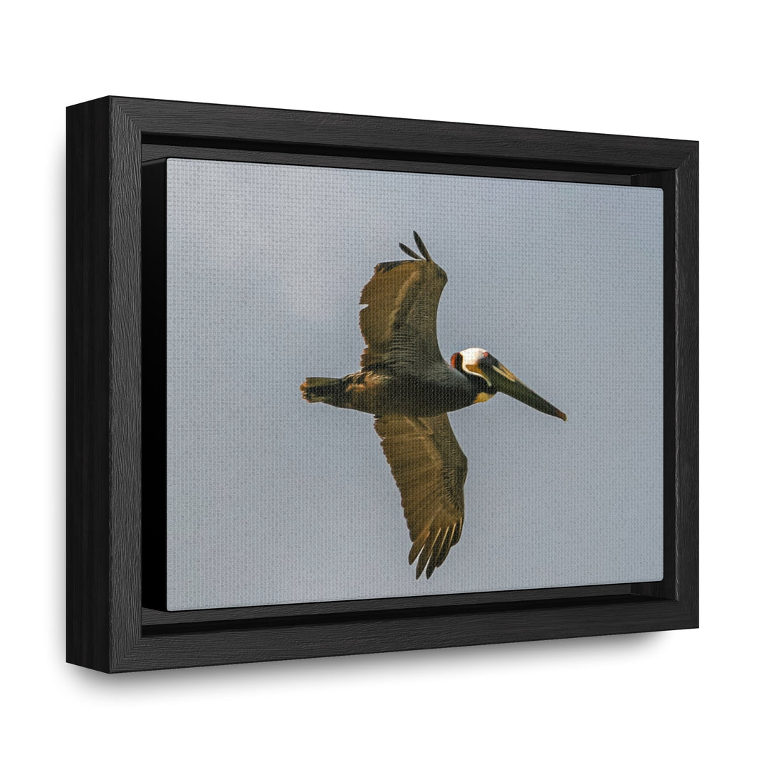 Pelican Flight - Gallery Canvas Wraps, Horizontal Frame