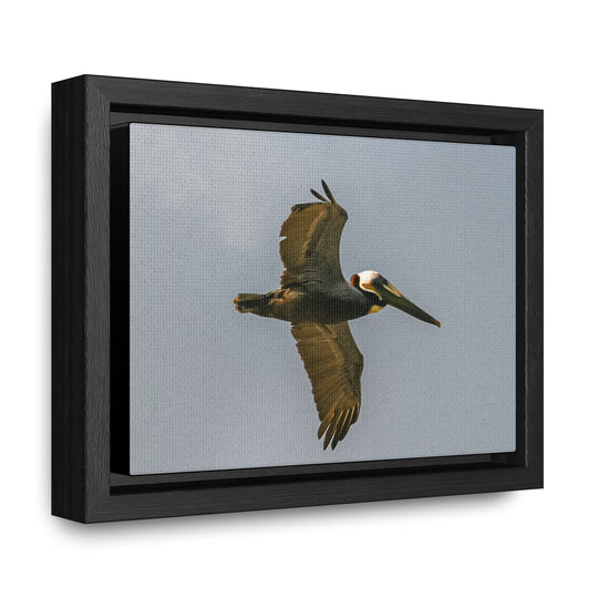 Pelican Flight - Gallery Canvas Wraps, Horizontal Frame