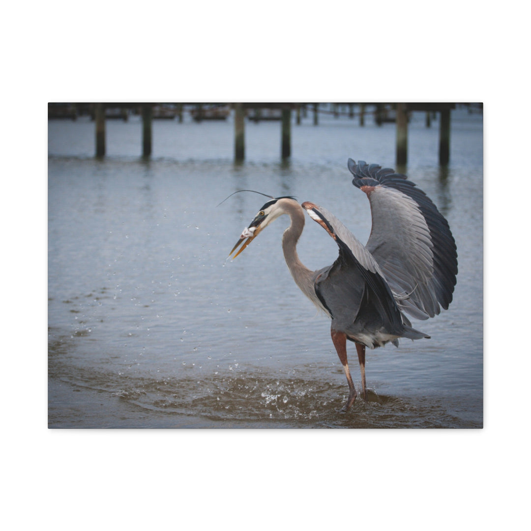 Great Blue Heron Canvas Gallery Wraps