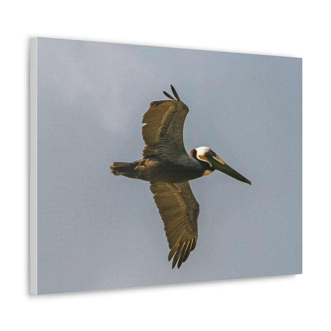 Pelican Canvas Gallery Wraps